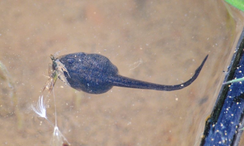 Identificazione girini - Rana temporaria